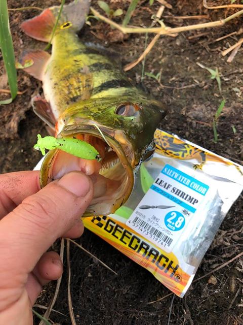 52319783_392983091488204_3730622255596568576_n