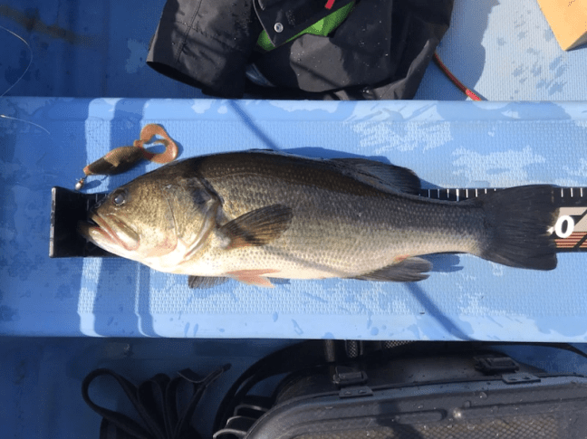 o1080080914359519606