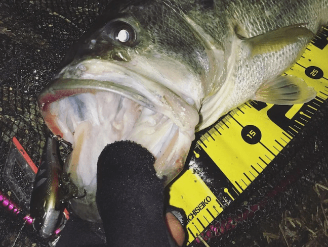 o1080081514360011715