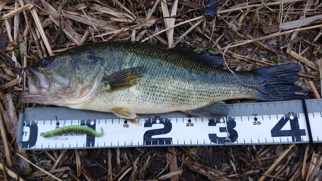 o1080060714370765234