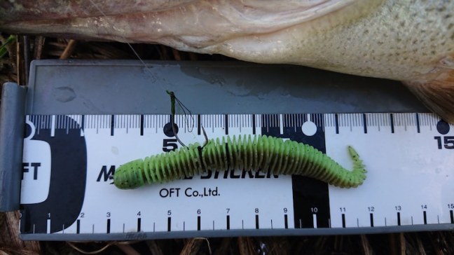 o1080060714370765237