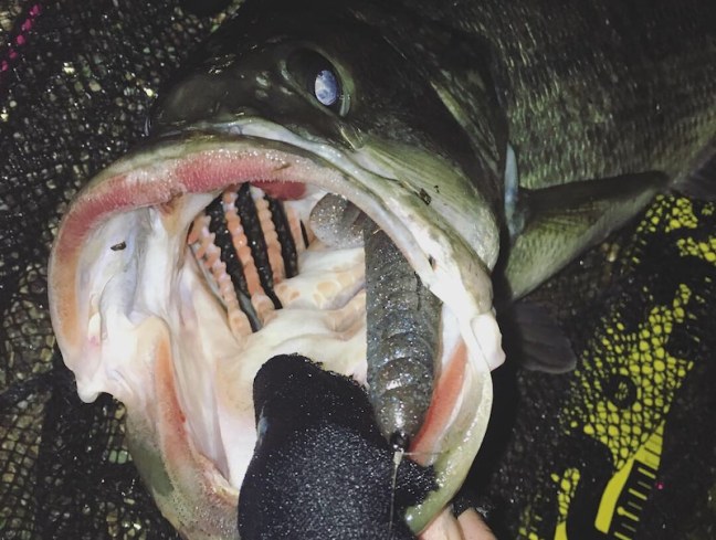 o1080081514381480699